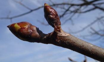 Bud in winter